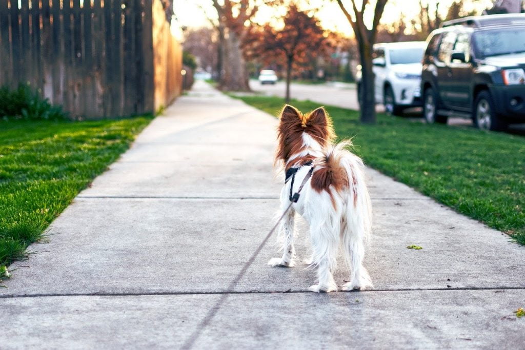 a dog walking on a sidewalk