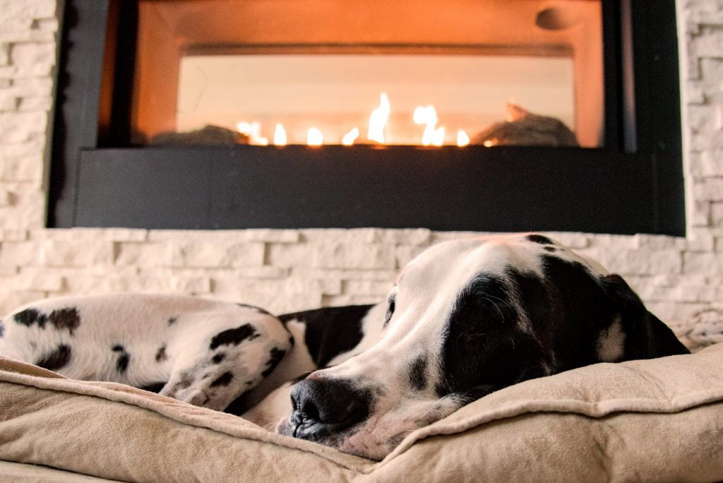 a dog lying on a bed