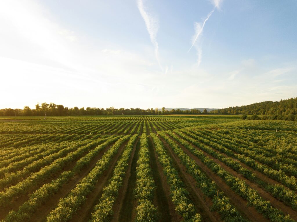 a field of green crops