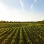 a field of green crops